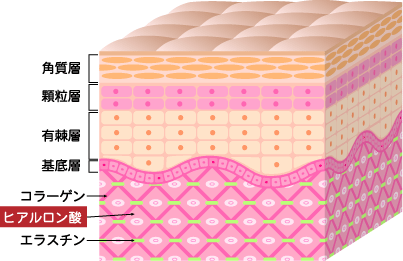 ヒアルロン酸とはなに？
