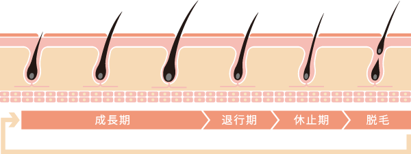 毛周期