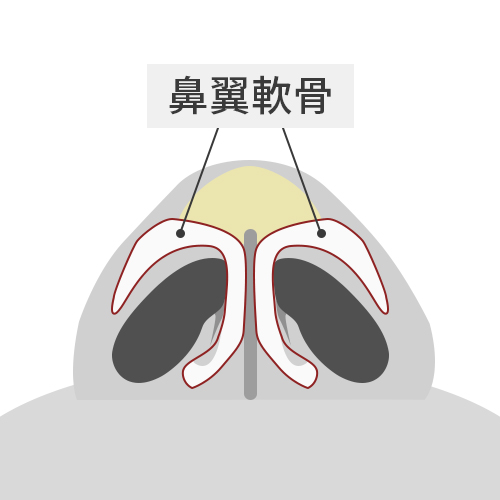 鼻骨・鼻翼軟骨の形