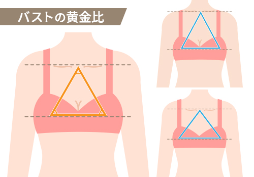 理想のバストとは？