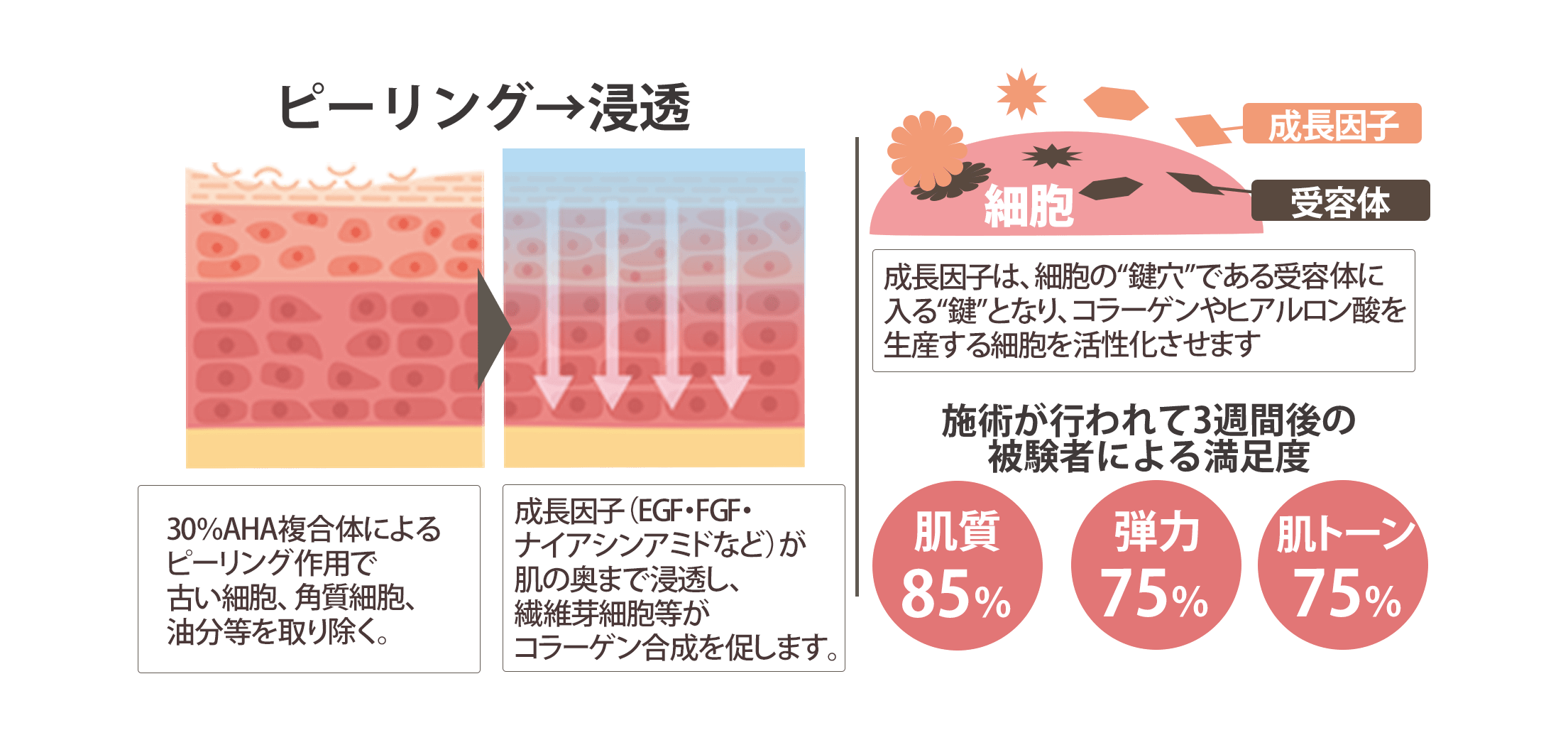 成長因子ピール施術イラスト