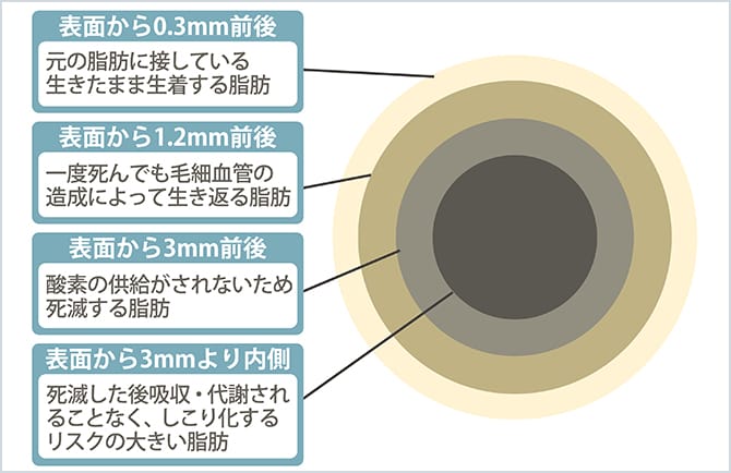 脂肪の断面図