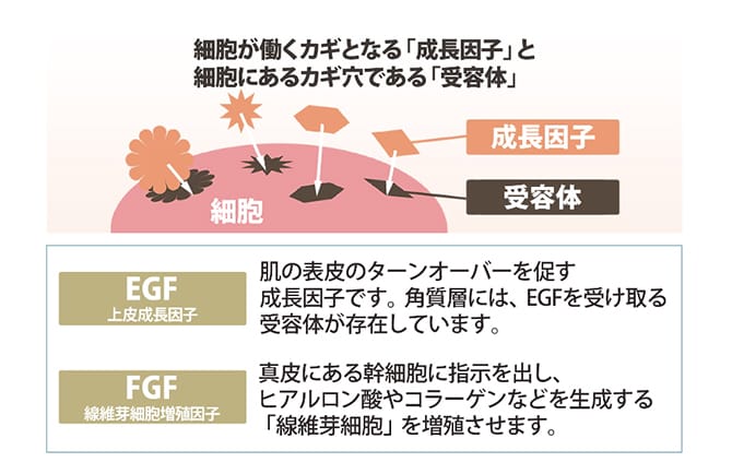 グロスファクター注射の効果