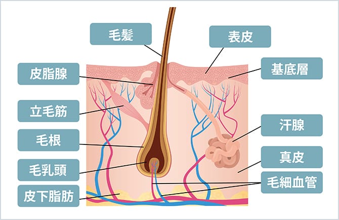 毛根と髪の毛の関係性