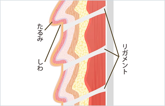 リガメントがたるむ様子