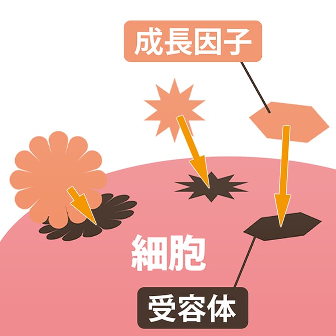 成長因子と細胞の図