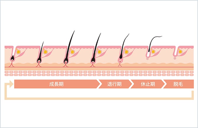 毛周期の図