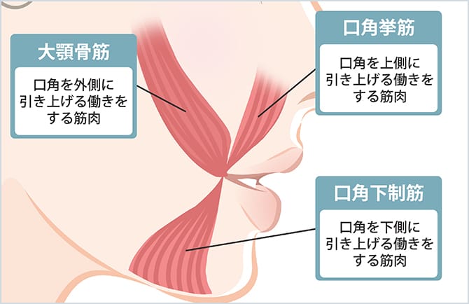 大顎骨筋肉、口角挙筋、口角下制筋の図