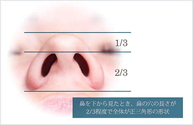 黄金比率に基づいた《美しい鼻》の条件(下面)
