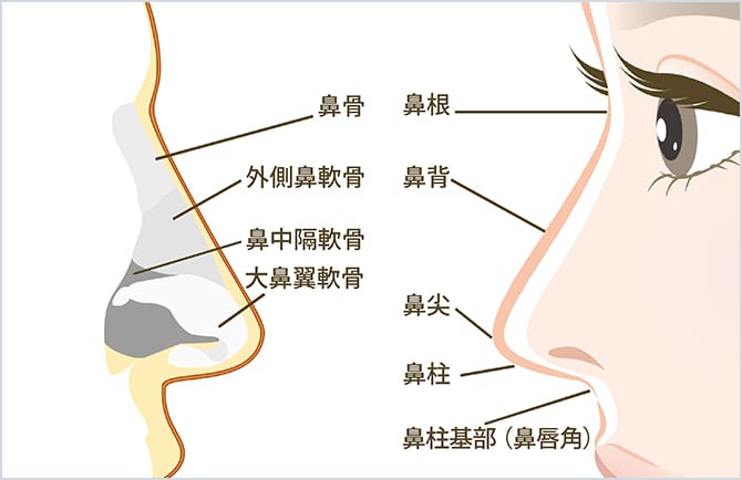 鼻の各部の名称の図