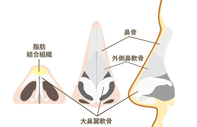 脂肪結合組織、大鼻翼軟骨、鼻骨、外側鼻軟骨の図