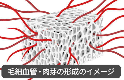 毛細血管・肉芽の形成イメージ