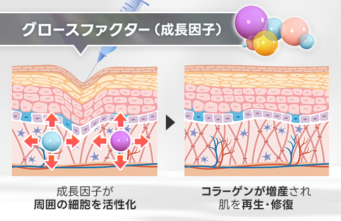 細胞からお肌を根本的に修復