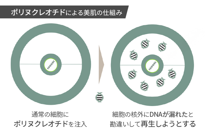 ポリヌクレオチドで内側から肌を活性化