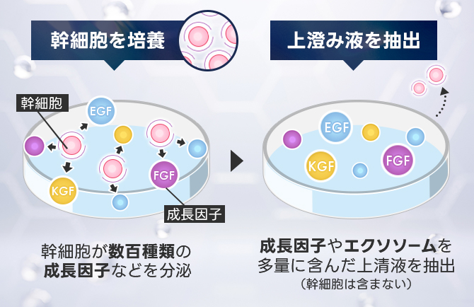 幹細胞が生み出す成長因子が肌を再生