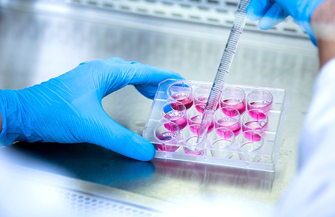 元となる幹細胞の採取位置で異なる効果