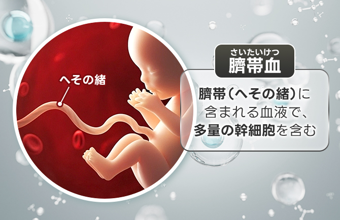 臍帯血由来
