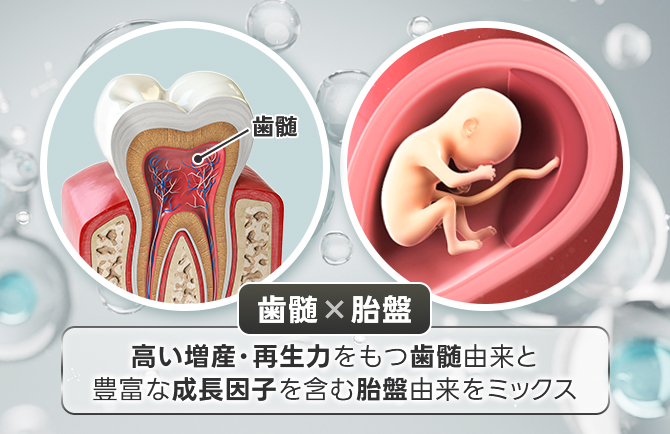 歯髄・胎盤由来ミックス
