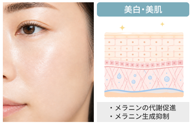 肌の代謝を整え透明感あふれる肌へ
